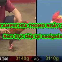clip đá gà c2