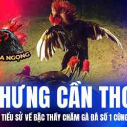 clip đá gà camelo hưng cần thơ