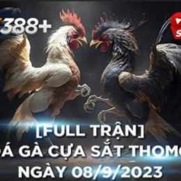 clip đá gà thomo ngày hôm nay