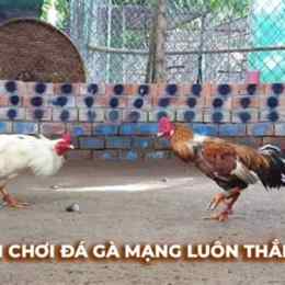 clip đá gà xanh trích