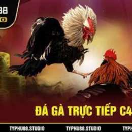 coi đá gà casino
