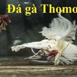 coi đá gà thomo 67