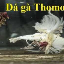 coi đá gà thomo c2