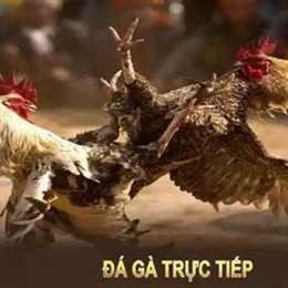 coi da ga truc tuyen