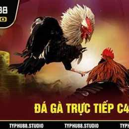 coi đá gà trực