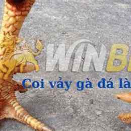 coi gà đá