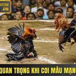 coi mạng đá gà