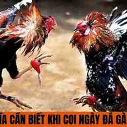 coi ngày đá gà chính xác 100