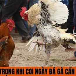 coi ngay da ga