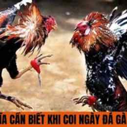 coi ngày gà đá