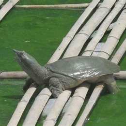 con gì chân vịt thịt gà da trâu đầu rắn
