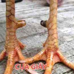 cựa gà đá tiền
