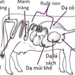 dạ con của gà