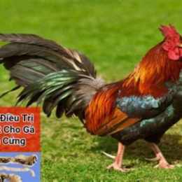 đá đá gà thomo