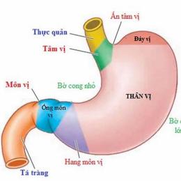 dạ dày của gà