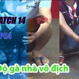 đá gà 14/6