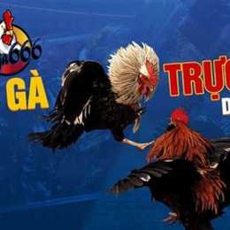 đá gà 2016