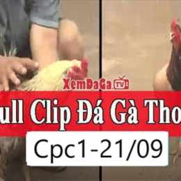 đá gà 21 c3