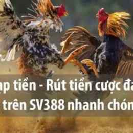 đá gà 388 trực tiếp