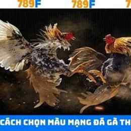 đa ga 789