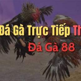 đa ga 88 truc tiep