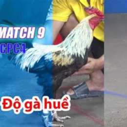 đá gà 98