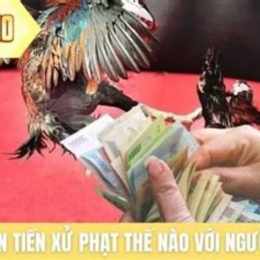 đá gà ăn tiền xử phạt thế nào