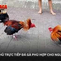 đá gà anh em 368