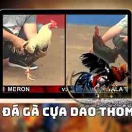 đá gà anh em 388