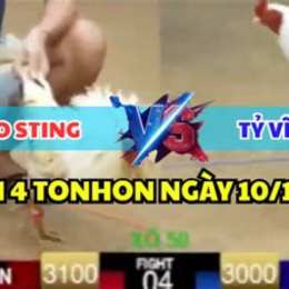 đá gà bảo sting bồ hoàng diệu