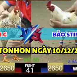 đá gà bảo sting hôm nay