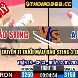 đá gà bảo sting vs duyên ti