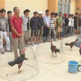 đá gà bị bắt xe phạt bao nhiêu