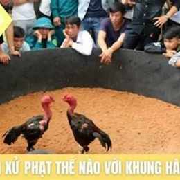 đá gà bị bắt xử phạt như thế nào