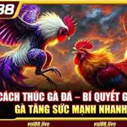đá gà bi88