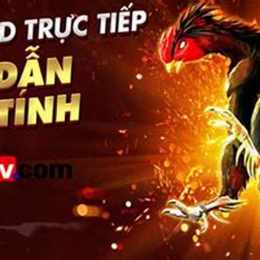 đá gà bình luận thomo