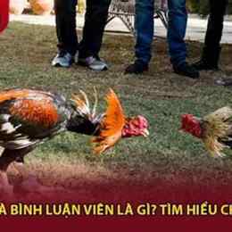 đá gà bình luận viên gà rừng