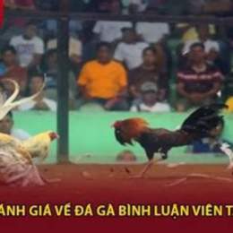 da ga binh luan vien hom nay