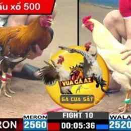 đá gà bình luận viên trực tiếp hôm nay
