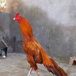 đá gà bình phước