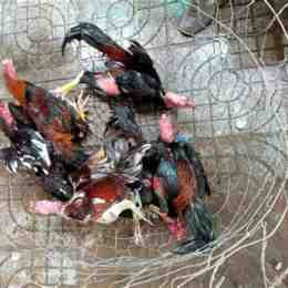 đá gà bình thuận