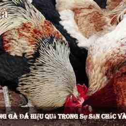 đá gà bj 88