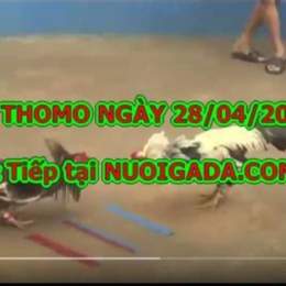 đá gà bỏ 67 hôm nay