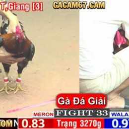 đá gà bồ 67 trực tiếp