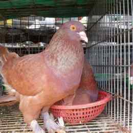 đá gà bồ câu ngon