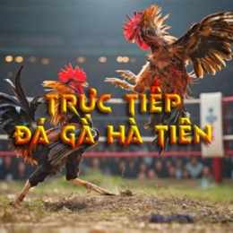 đá gà bồ hà tiên