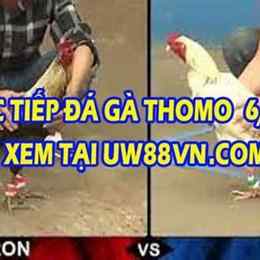 đá gà bữa nay