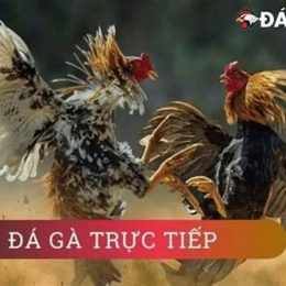da ga c 3 hom nay