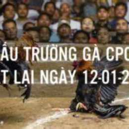 đá gà c2 bình hiệp