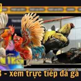 đá gà c3 c4